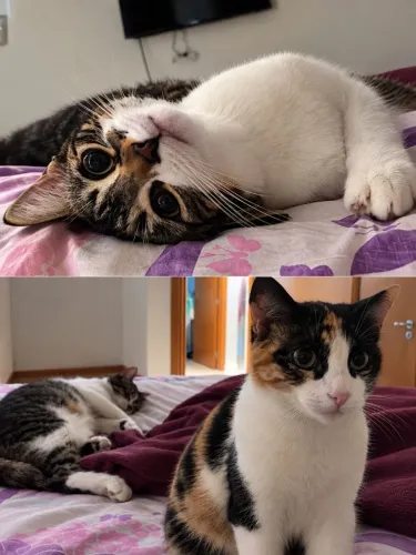 Doação de gatinhas irmãs