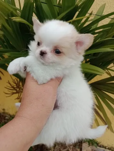 chihuahua, macho, linhagem russa em 10x, entregamos