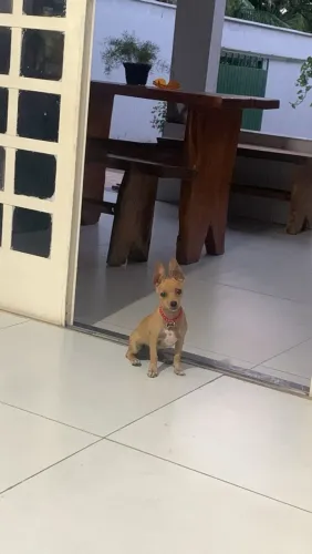 Pinscher fêmea ( 4 meses )