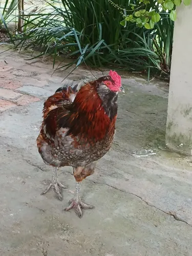 Ovos azuis de ameraucana cruzada com brama no acasao todos predominam o gem do ovo azul