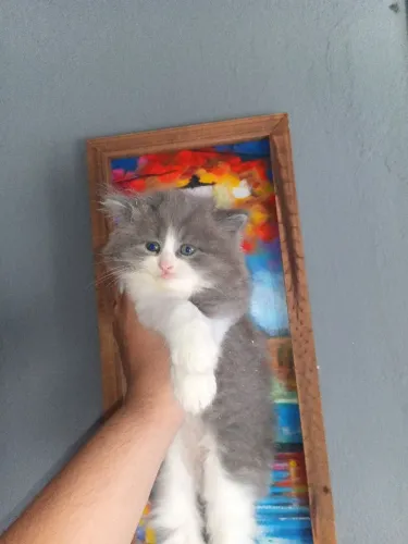 Filhote Gato Persa