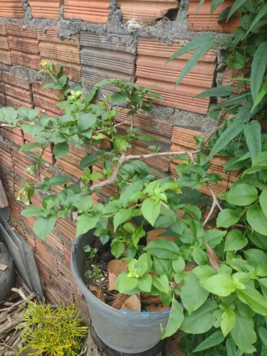 Plantas ornamentais