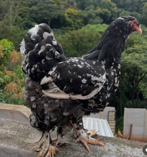 Brahma motled 