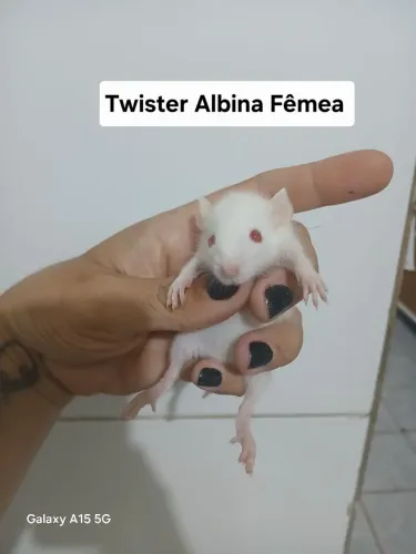 Rato Twister