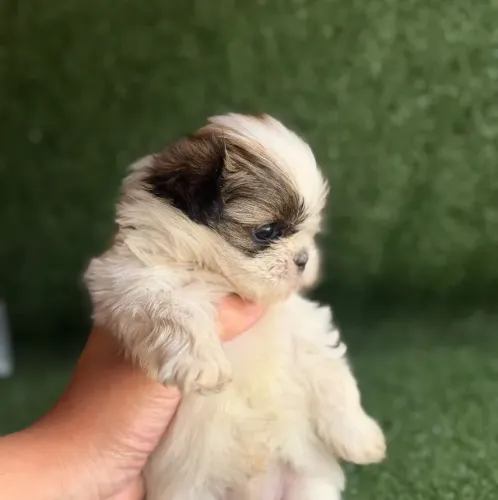 Shih tzu Macho