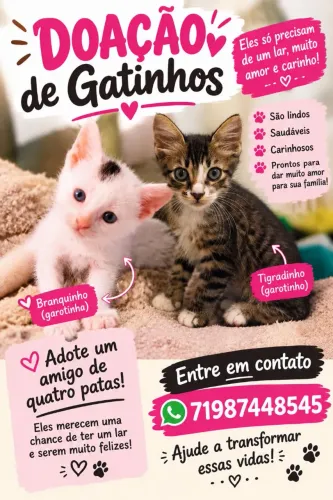 Doação de gatinhos