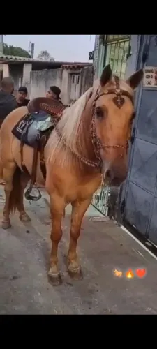 Cavalo ?