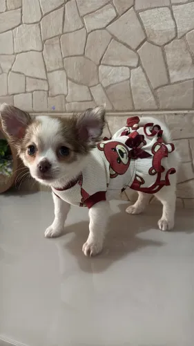 Fêmea Chihuahua pelo longo com pedigree CBKC.
