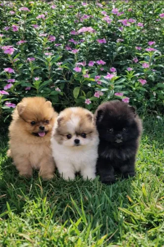 Spitz Lulu da Pomerânia Anão macho - Pedigree CBKC - 10x sem juros