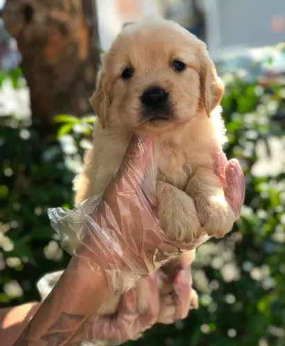 Golden, 50 dias lindos