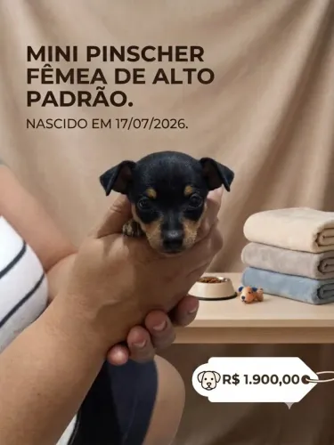 Pinscher zero alto padrão