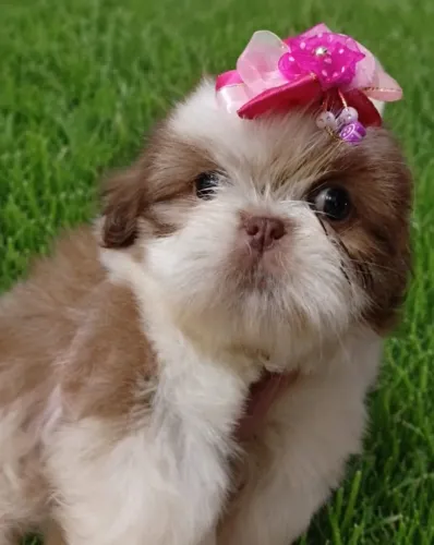 pequenos e amáveis shih tzu a pronta entrega