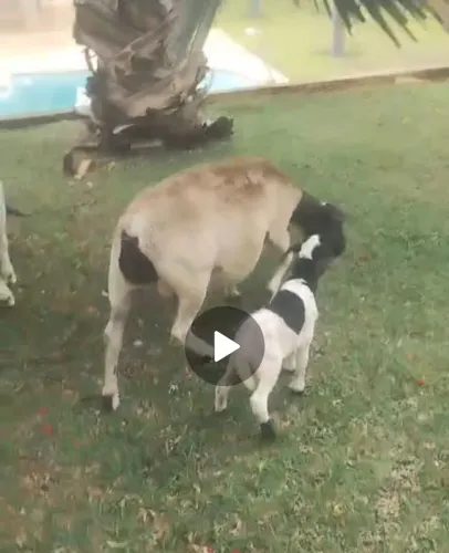 Vendo carneiro doper