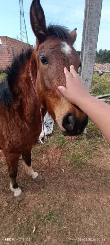 Cavalo raça (indefinida), 2 anos de idade troteadora