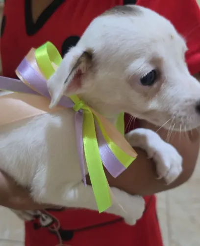 Vendo cachorrinha mestiça de pinscher com chihuahua
