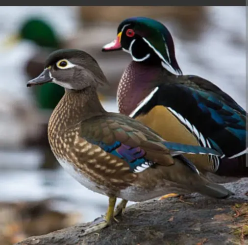 Marreca Carolina casal