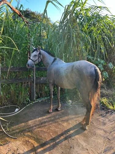 Cavalo Mangalarga