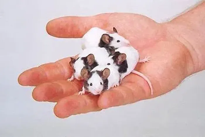 Procuro rato topolino