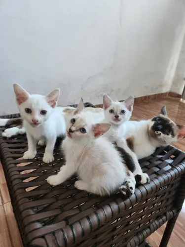 Gatinhas para adoção