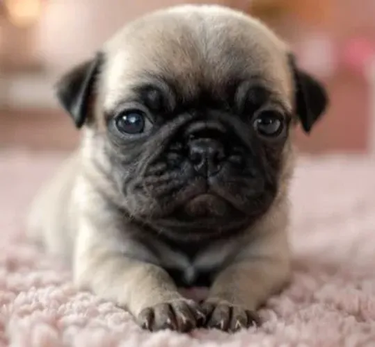 Lindas Filhotes de pug fêmea abricó