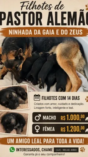 FILHOTES DE PASTOR ALEMÃO