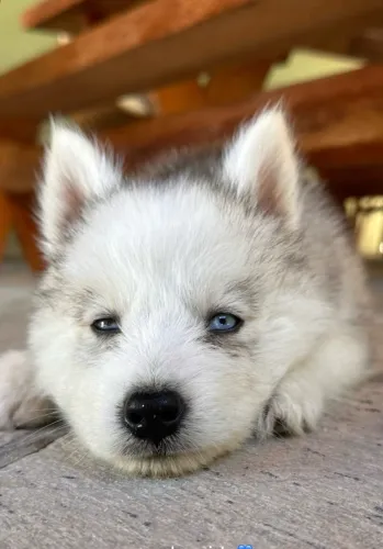 Husky siberiano