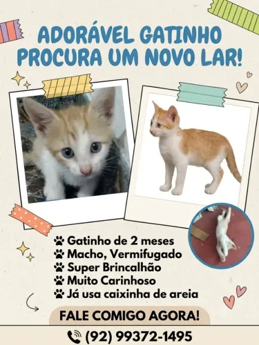Gatinho laranja macho para adoção responsável