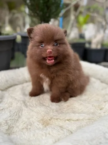 Lulu da Pomerania anão a venda, preço especial, bom padrão
