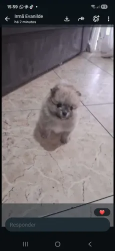 Vendendo fêmea de lulu ja vermifugada e 1 vacina importada
