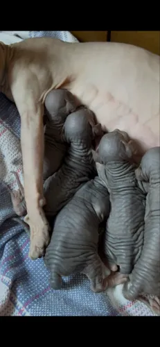 Gato Sphynx (gato sem pelo)