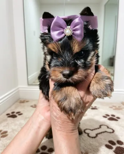 Princesa Yorkie Elegância e Fofura em Cada Detalhe!