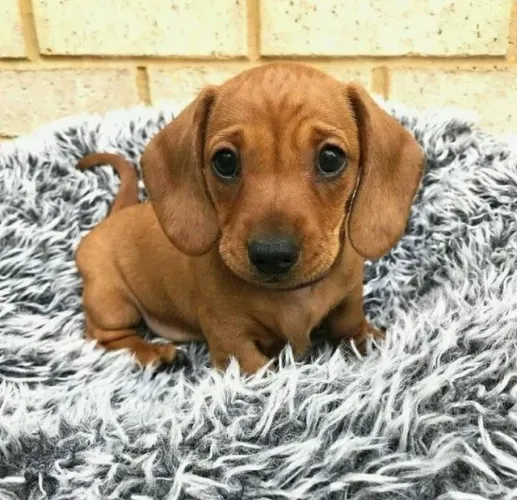 teckel basset daschund com procedencia e garantia