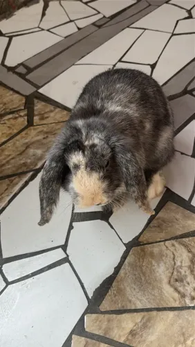 Coelho mini Loop