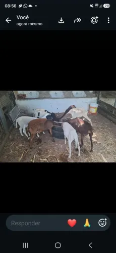 Vendo borregos!!!