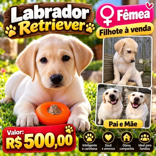 Labrador