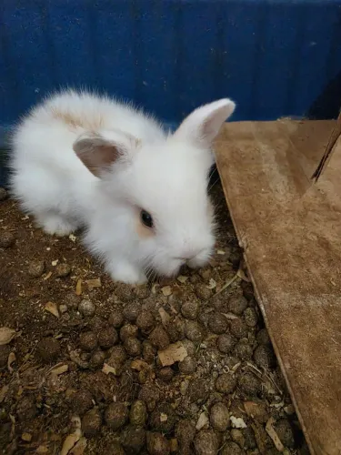 Coelho mini lop