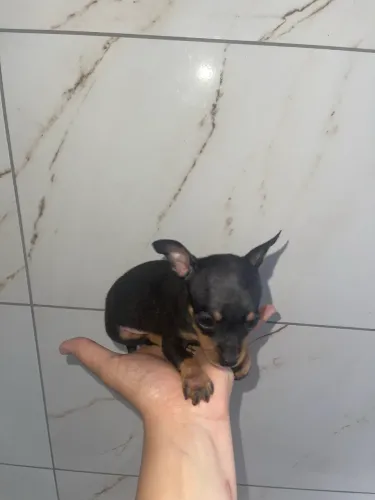 Pinscher 0 lindo bem pequeno