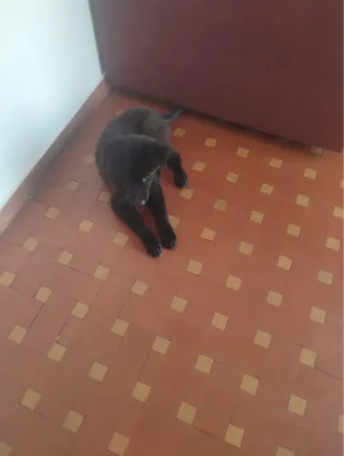 Cachorro