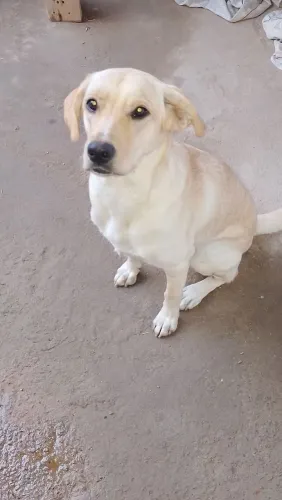 Doação labradora legítima filhote