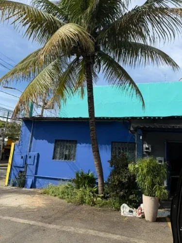 O COCO MAIS DOCE QUE VOCÊ VAI TOMAR NA VIDA PODE ESTAR NO SEU QUINTAL!