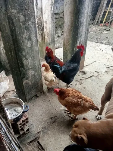 Duas galinhas e dois galo