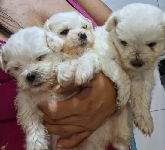 Filhotes de Poodle com Maltês 
