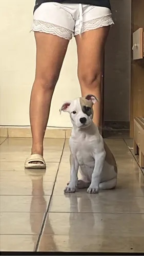 American Bully 