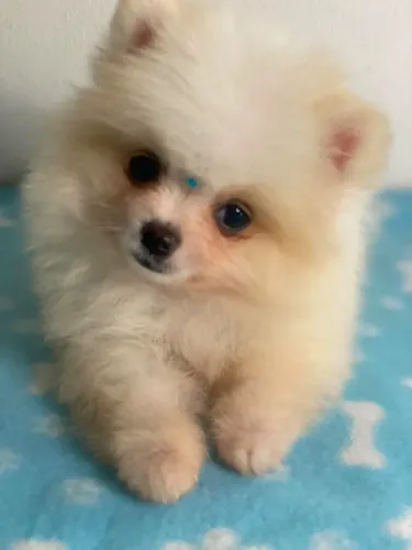 spitz anão