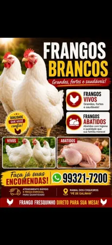 Vendo frangos abatidos ou vivos 50$