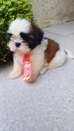 Shihtzu mini
