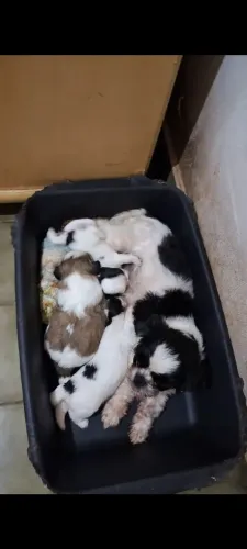 Shih-tzu mini femea e macho