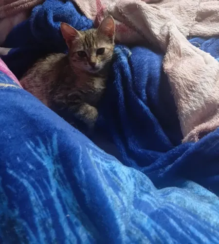 Doação filhotes de gato