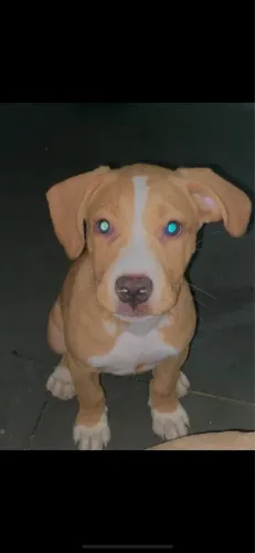 Filhote de Pitbull misturado 