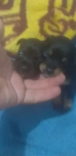  * da raça pinscher 